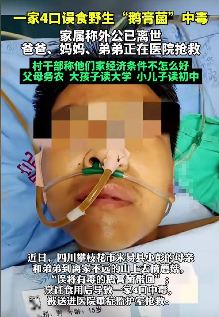 谨慎！一家4口误食野生鹅膏菌中毒1人身亡，网友：不懂的不要乱摘乱吃  第1张